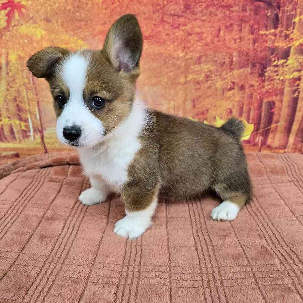 Male Pembroke Welsh Corgi Puppy for Sale in Virginia Beach, VA