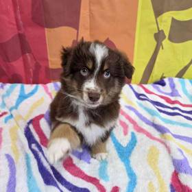 Australian Shepherd