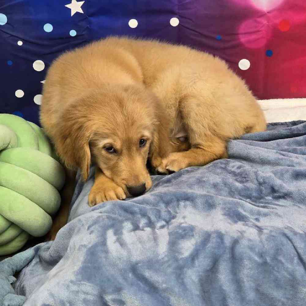 Male Golden Retriever Puppy for Sale in Virginia Beach, VA