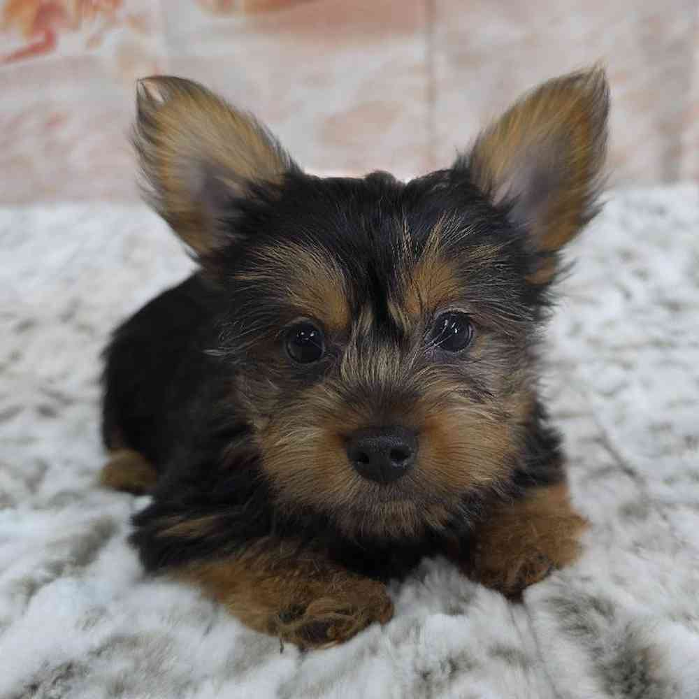 Male Yorkie Puppy for Sale in Virginia Beach, VA