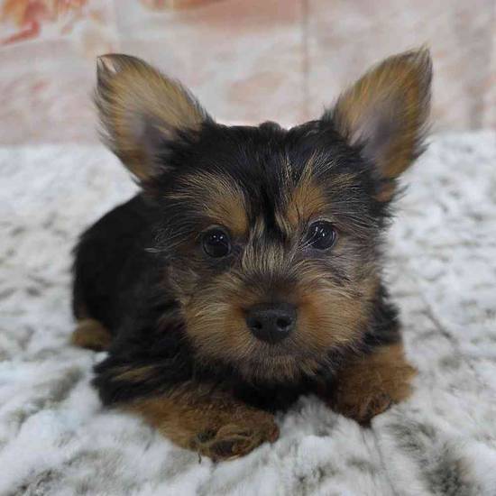 Yorkie