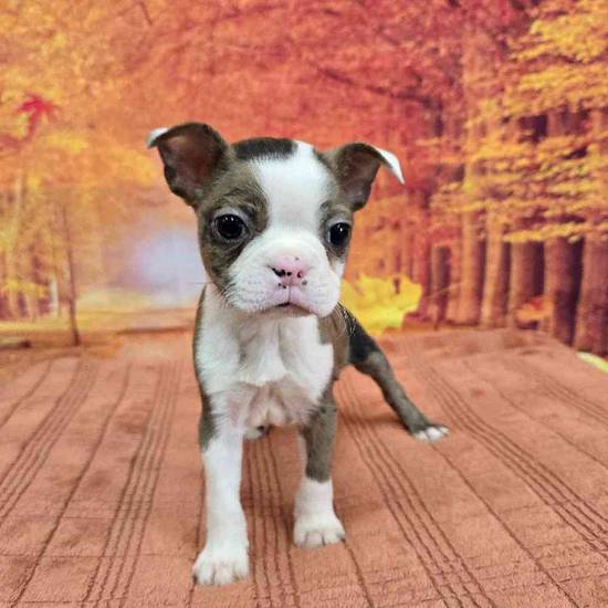 Boston Terrier