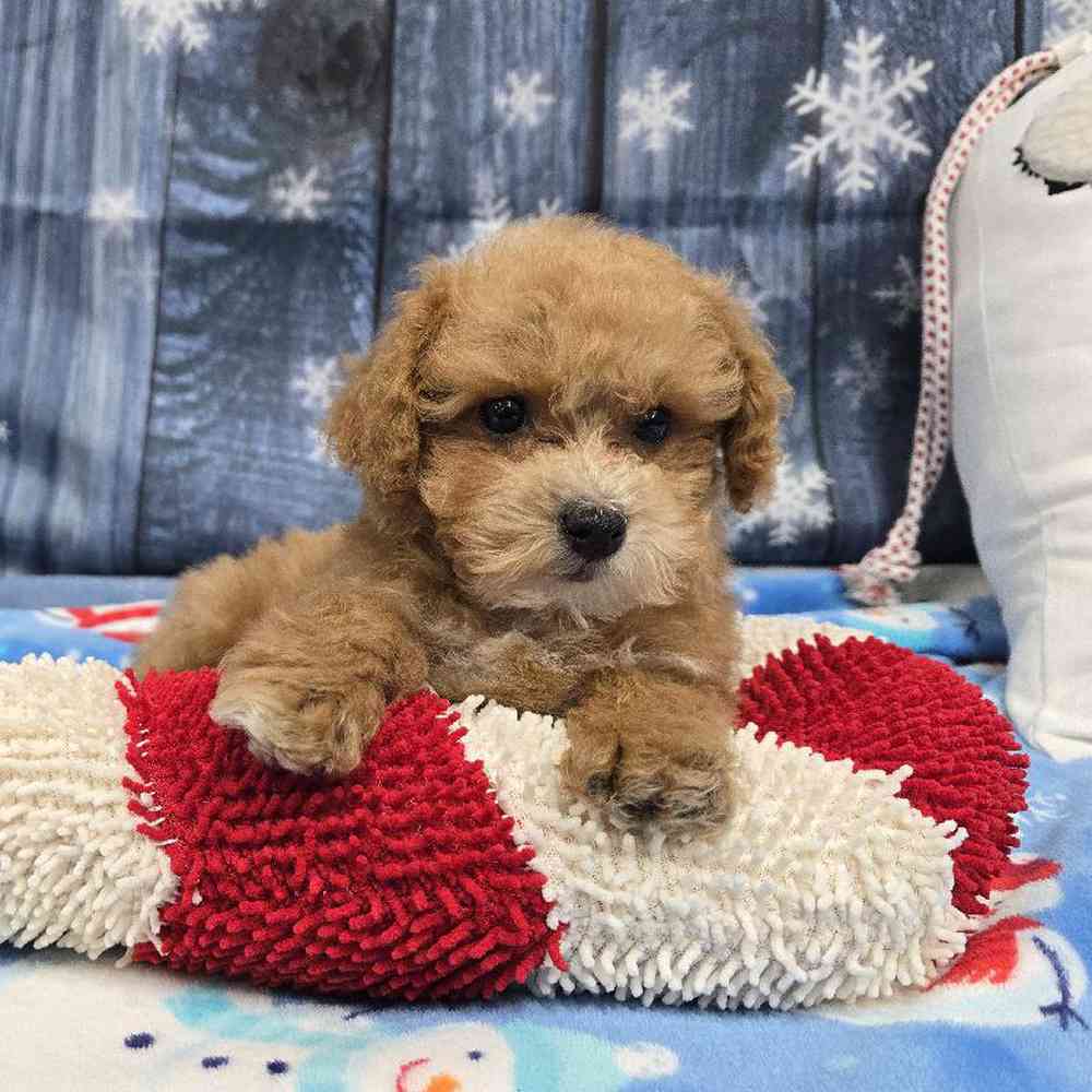 Male Mini Poodle Puppy for Sale in Virginia Beach, VA