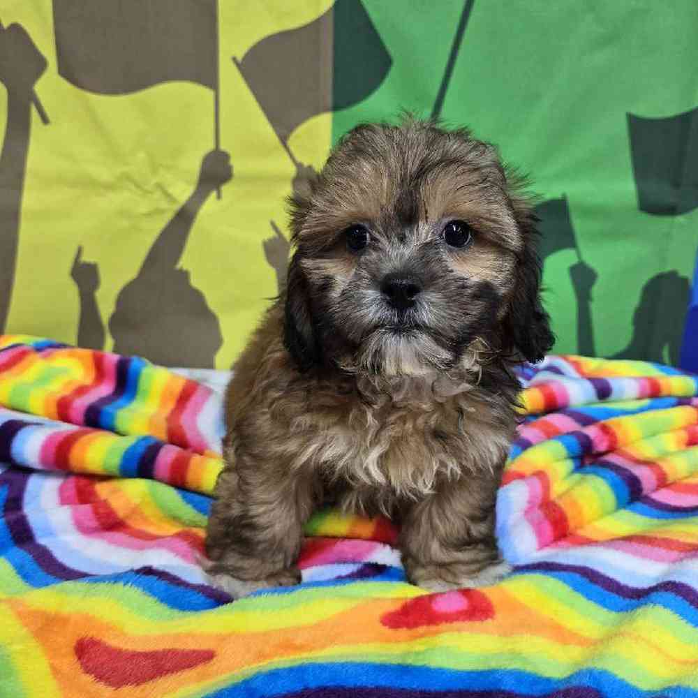 Male Shipoo Puppy for Sale in Virginia Beach, VA