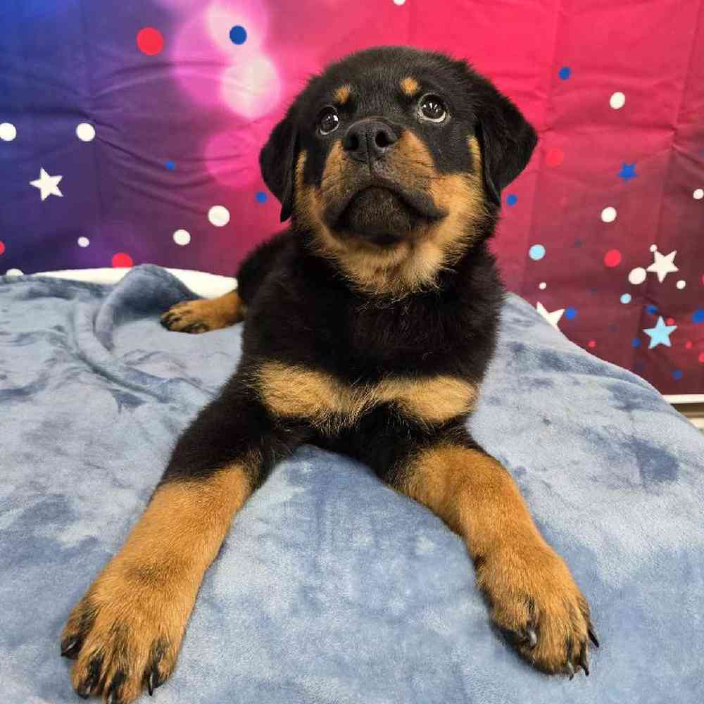 Male Rottweiler Puppy for Sale in Virginia Beach, VA