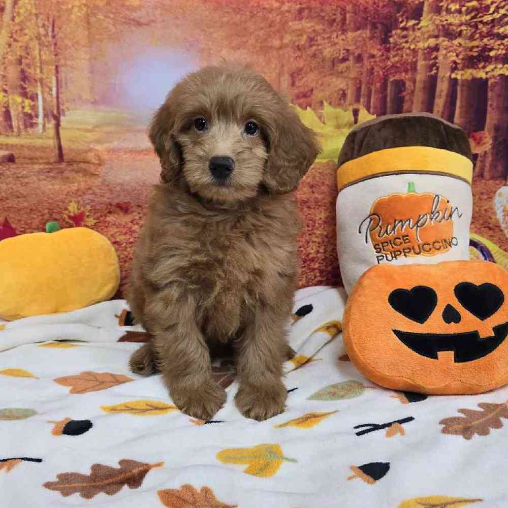 Male Mini Goldendoodle Puppy for Sale in Virginia Beach, VA