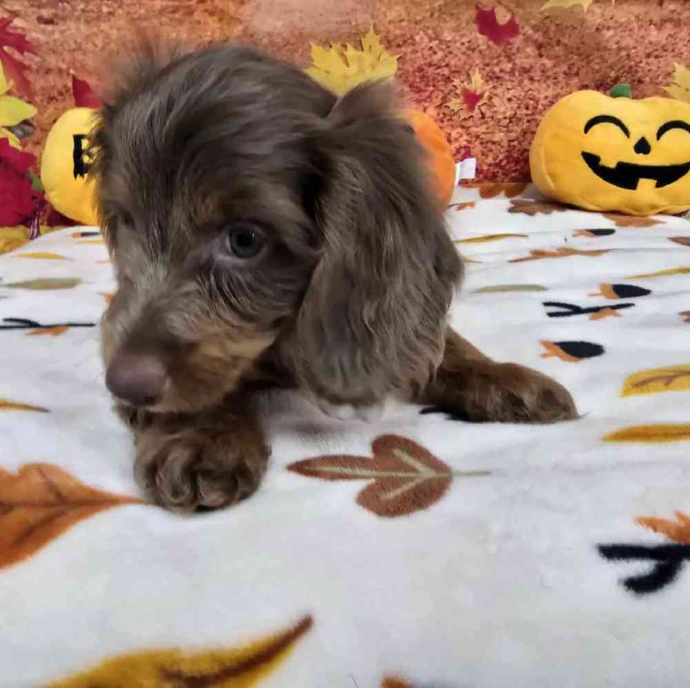 Male Dachshund Puppy for Sale in Virginia Beach, VA