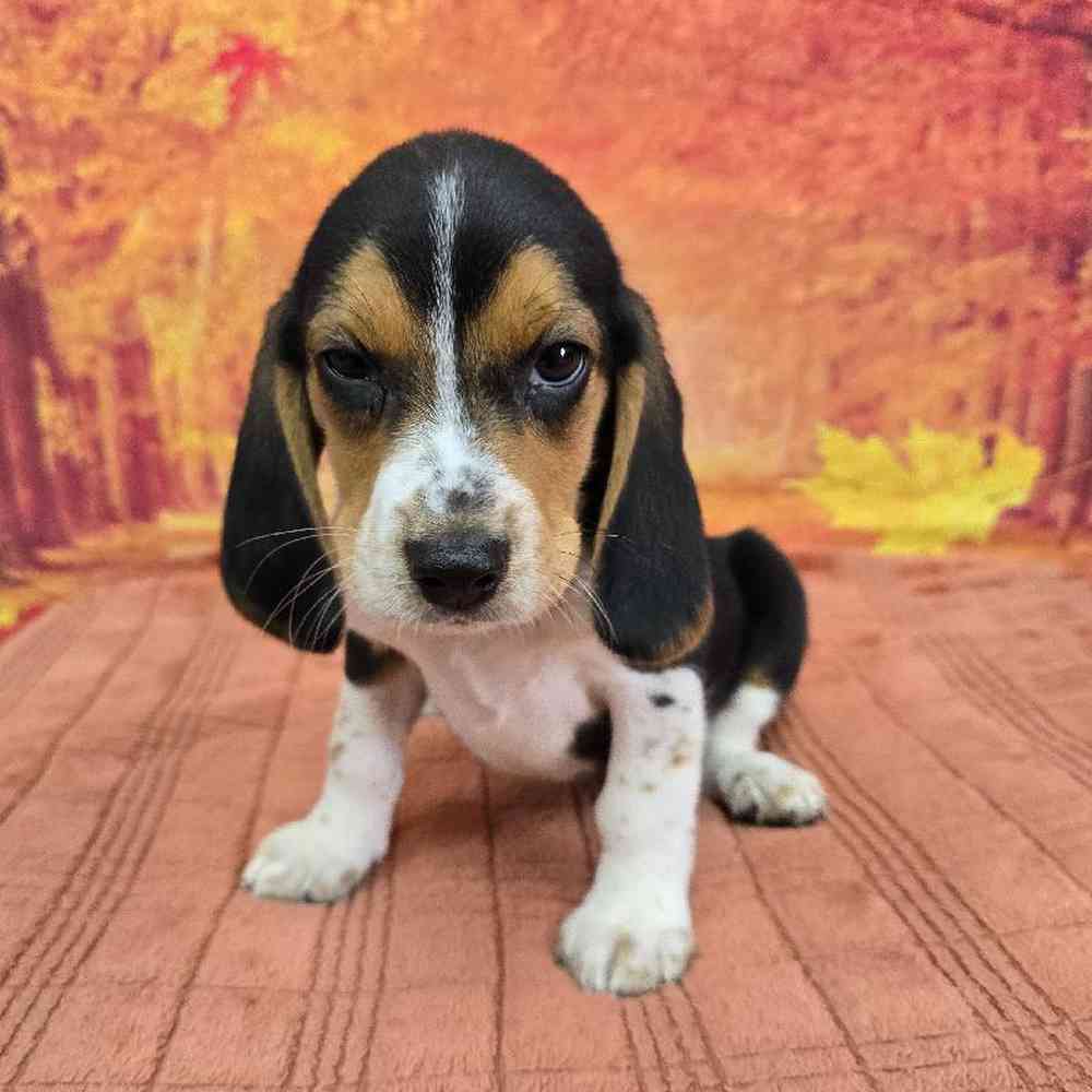 Male Beagle Puppy for Sale in Virginia Beach, VA