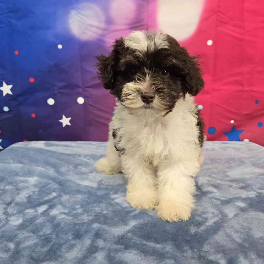 Female Schnoodle Puppy for Sale in Virginia Beach, VA