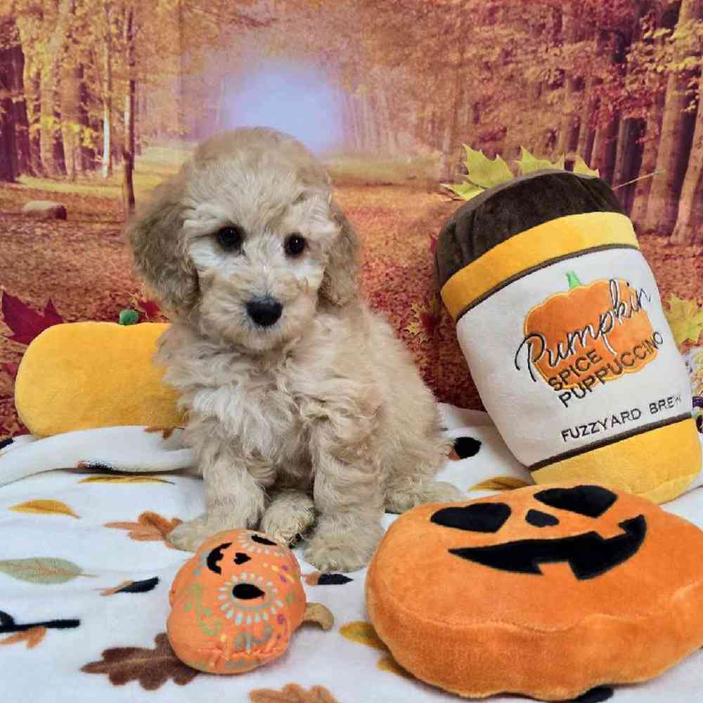 Male Mini Goldendoodle Puppy for Sale in Virginia Beach, VA