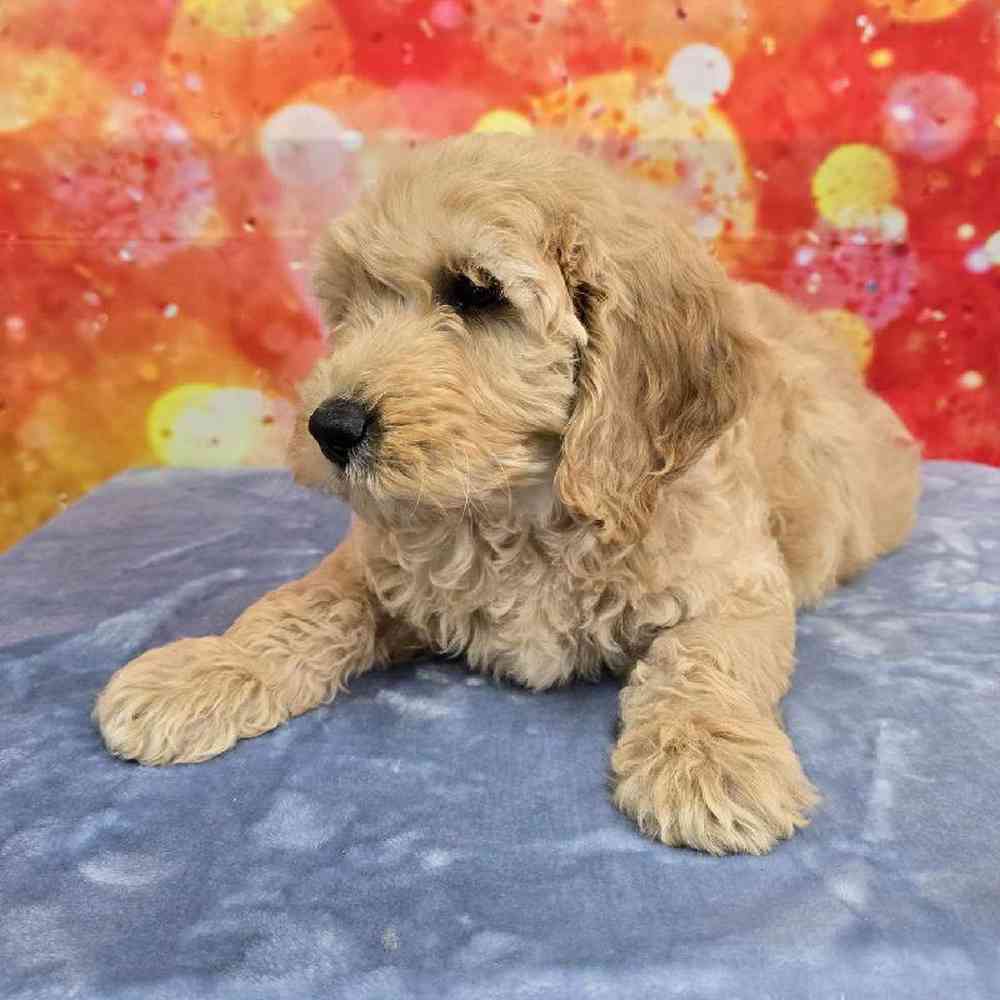 Male Moyen Poodle-Golden Retriever Puppy for Sale in Virginia Beach, VA