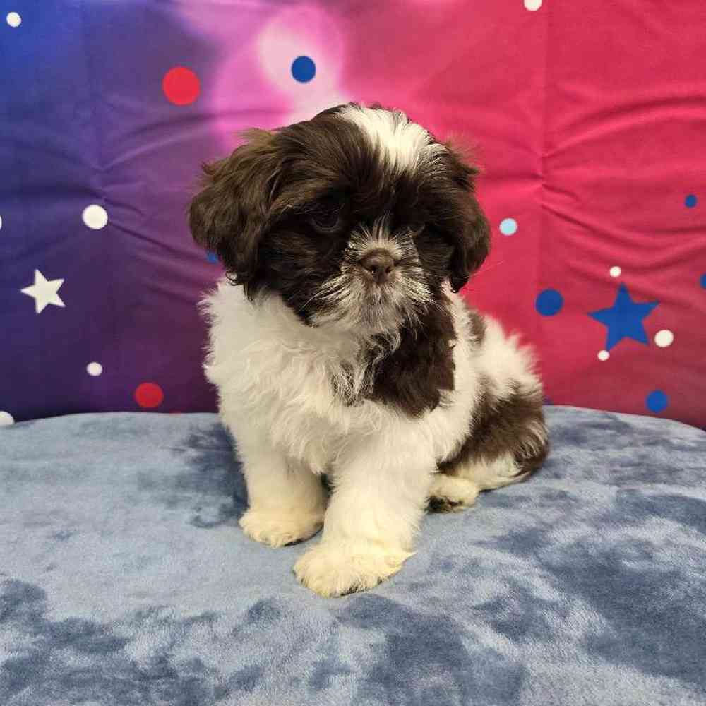 Male Shih Tzu Puppy for Sale in Virginia Beach, VA