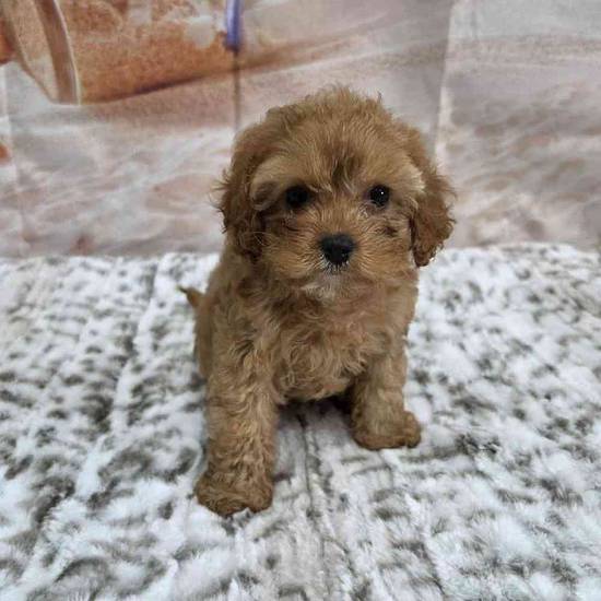 Cavapoo