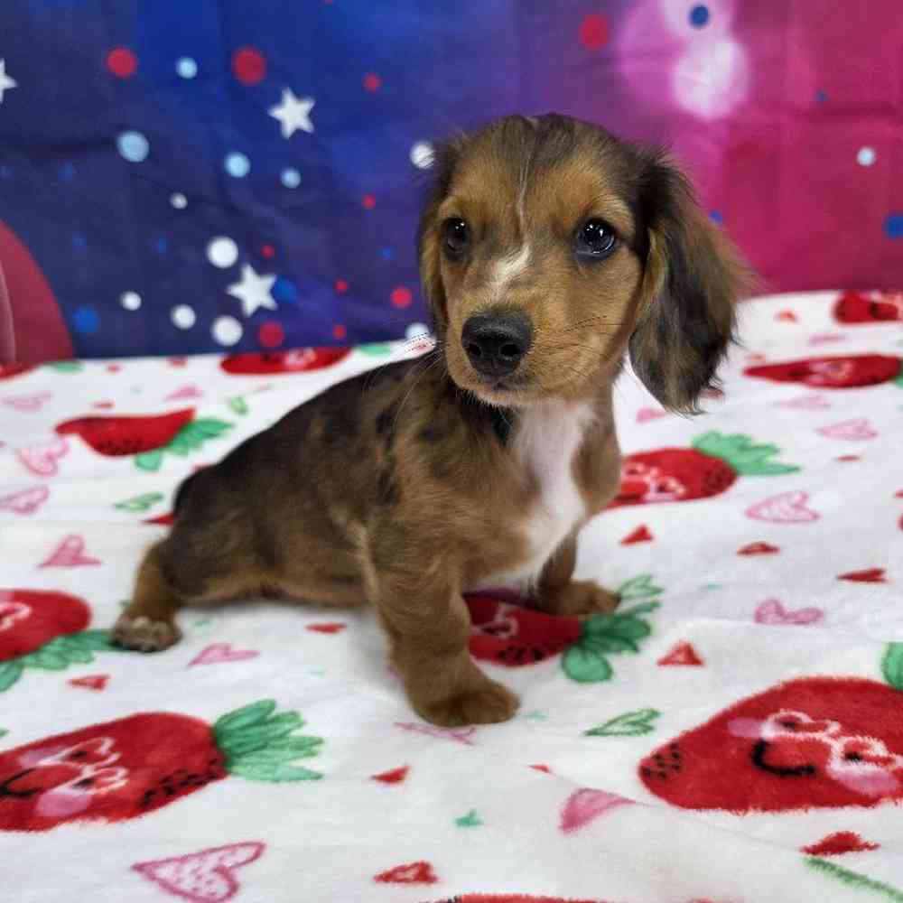 Male Dachshund Puppy for Sale in Virginia Beach, VA
