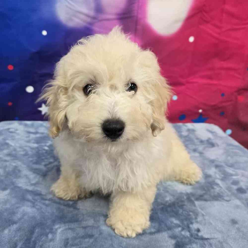 Male Bichonpoo Puppy for Sale in Virginia Beach, VA