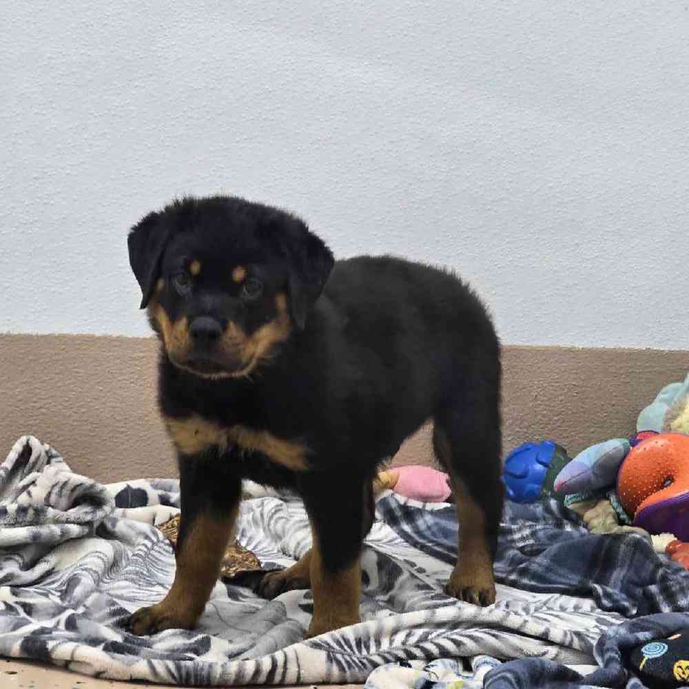 Male Rottweiler Puppy for Sale in Virginia Beach, VA