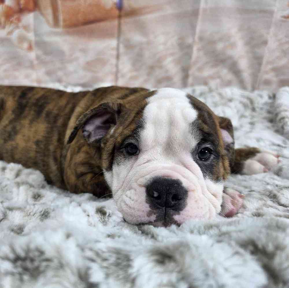 Male Old English Bulldog Puppy for Sale in Virginia Beach, VA