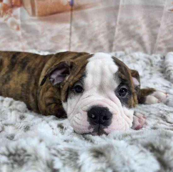 Old English Bulldog