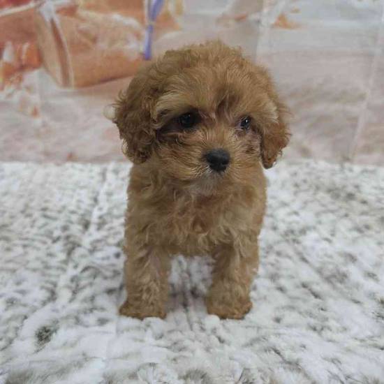 Cavapoo