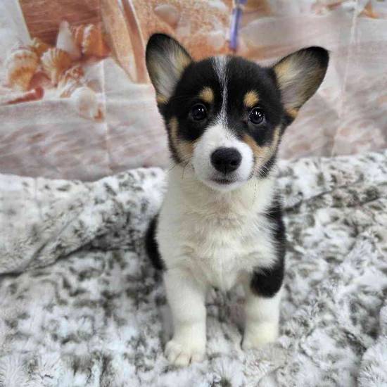 Pembroke Welsh Corgi
