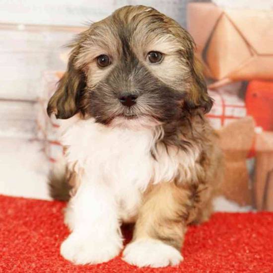 Maltese-Havanese