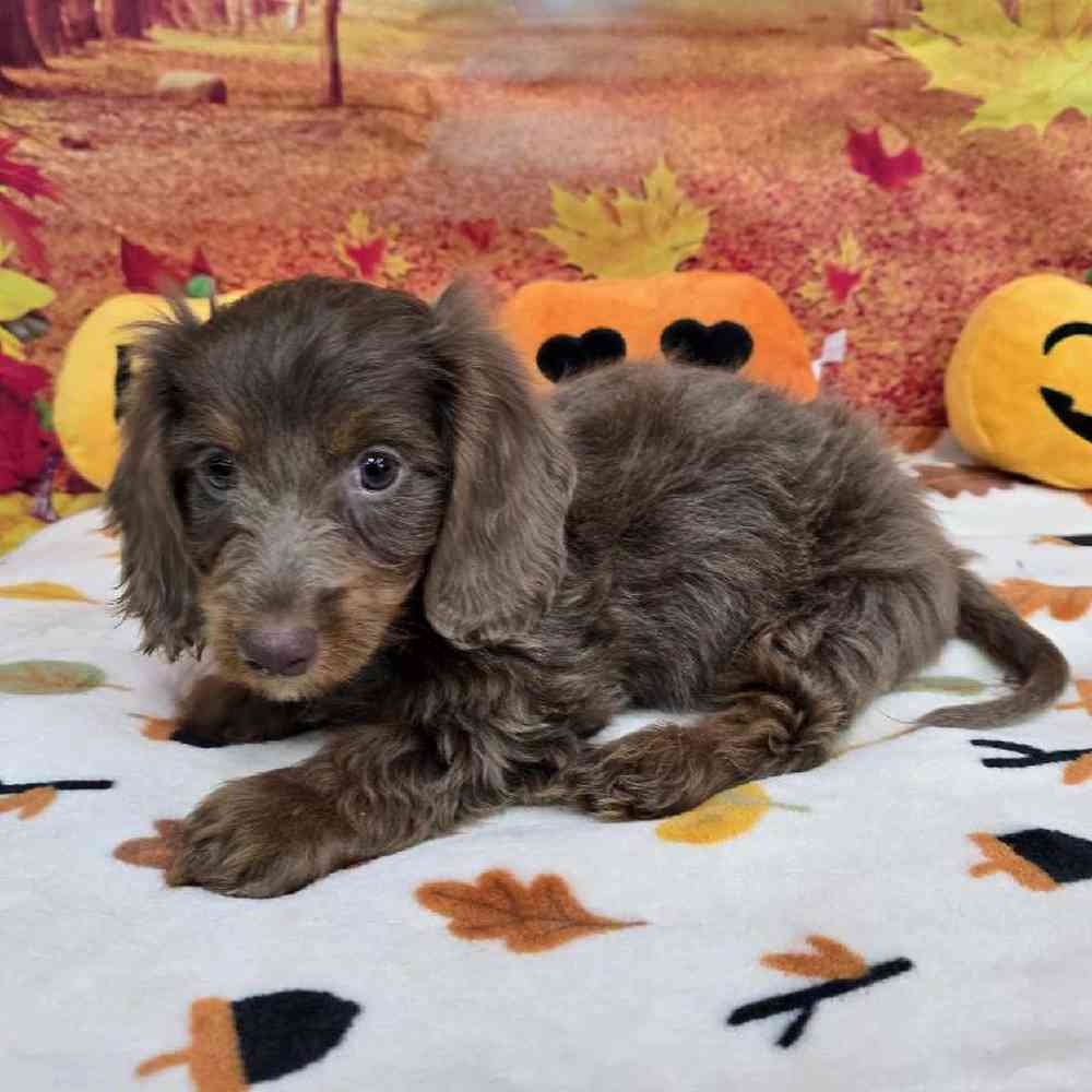 Male Dachshund Puppy for Sale in Virginia Beach, VA