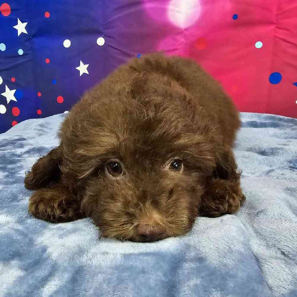 Male Mini Aussiedoodle Puppy for Sale in Virginia Beach, VA