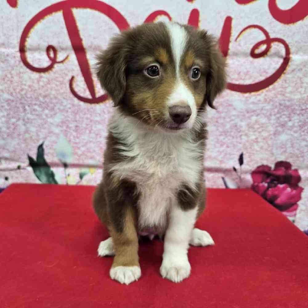 Female Mini Aussie Puppy for Sale in Virginia Beach, VA