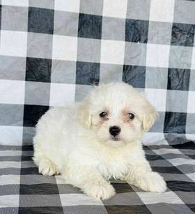 Maltese