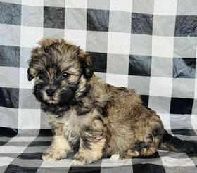 Havanese