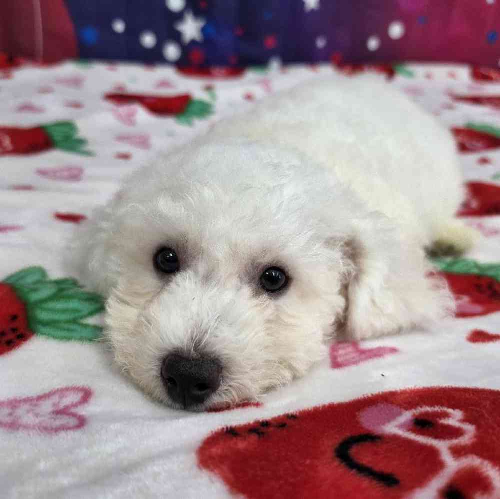 Male Bichon Puppy for Sale in Virginia Beach, VA