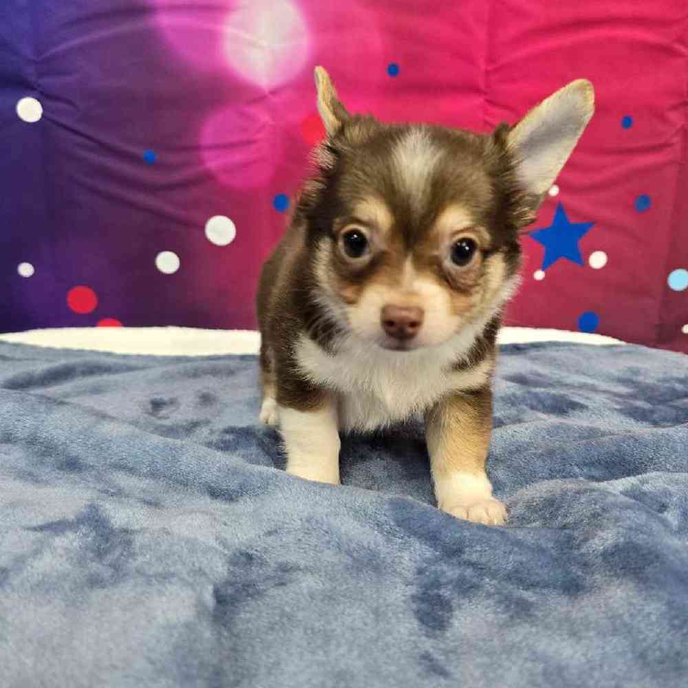 Male Chihuahua Puppy for Sale in Virginia Beach, VA