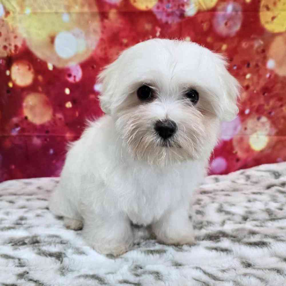 Female Maltese Puppy for Sale in Virginia Beach, VA
