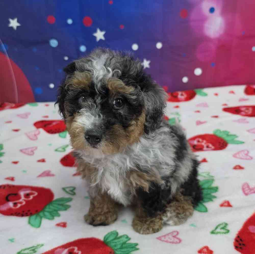 Female Mini Bernadoodle Puppy for Sale in Virginia Beach, VA