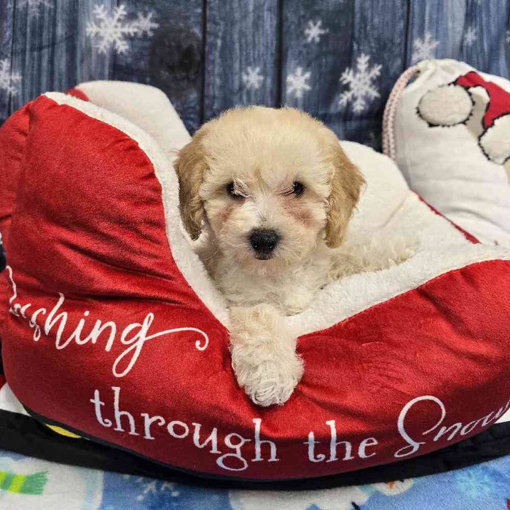 Female Bichonpoo Puppy for Sale in Virginia Beach, VA