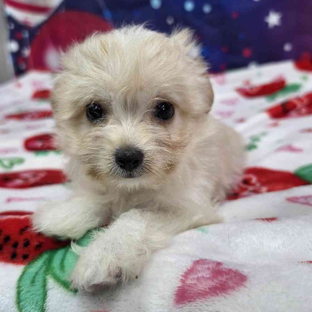 Female Malchi Puppy for Sale in Virginia Beach, VA
