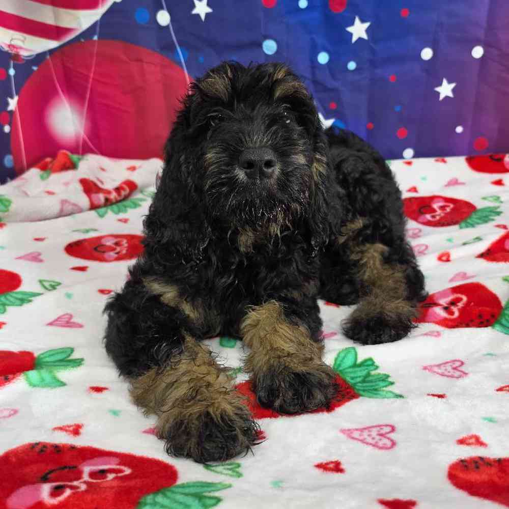 Male Goldendoodle Puppy for Sale in Virginia Beach, VA