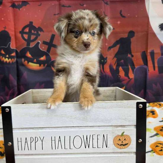 Toy Australian Shepherd 