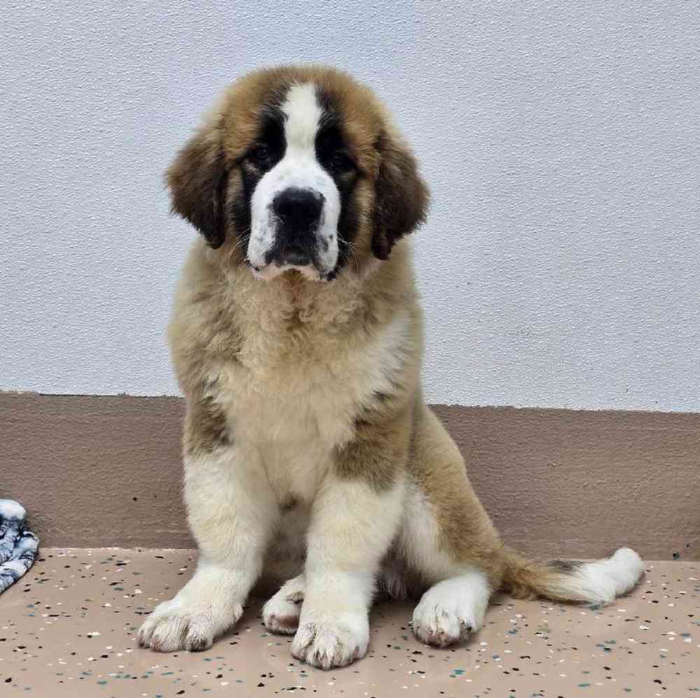 Male Saint Bernard Puppy for Sale in Virginia Beach, VA