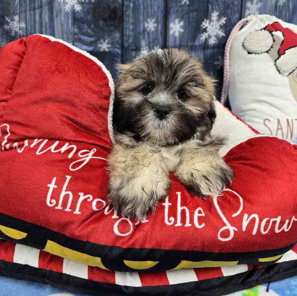 Male Lhasa Apso Puppy for Sale in Virginia Beach, VA