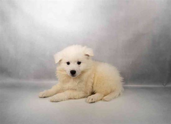 American Eskimo