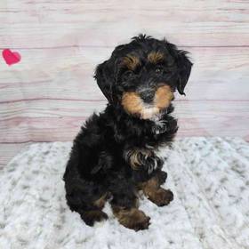 Mini Bernadoodle