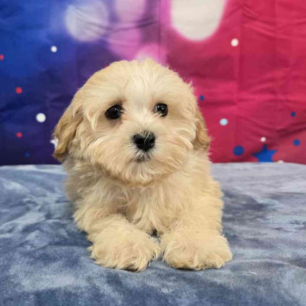 Male Maltipoo Puppy for Sale in Virginia Beach, VA
