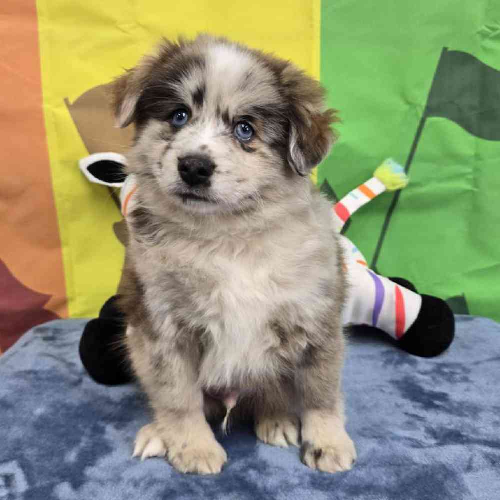 Male Pomsky Puppy for Sale in Virginia Beach, VA