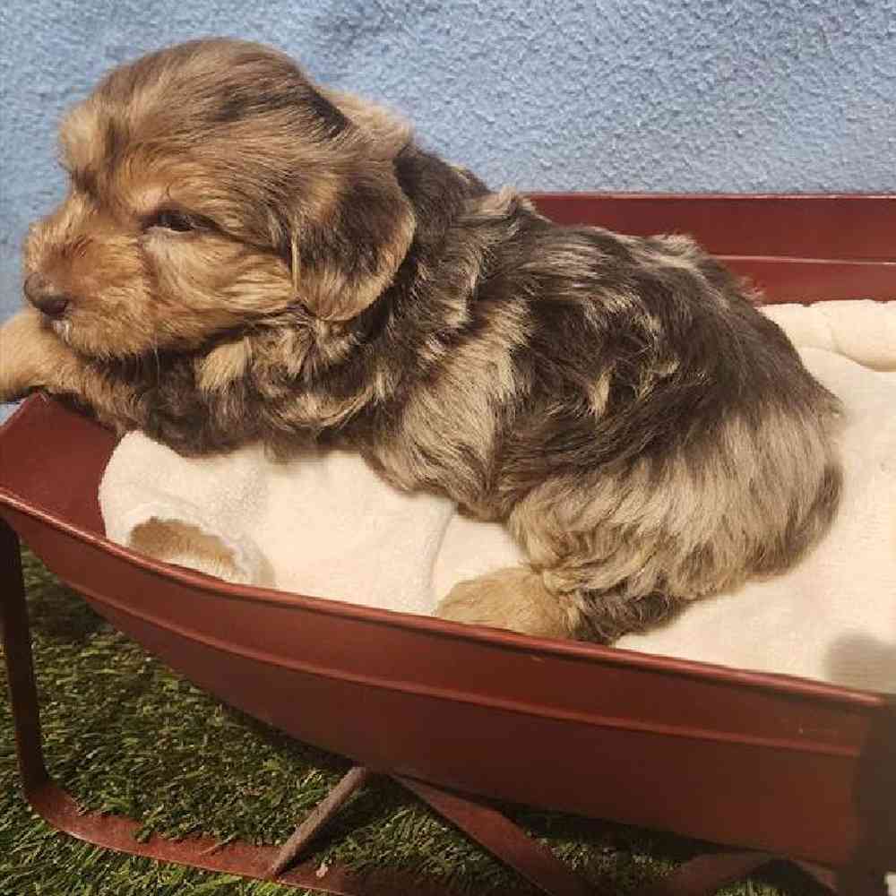 Male Yorkie-Poo Puppy for Sale in Virginia Beach, VA