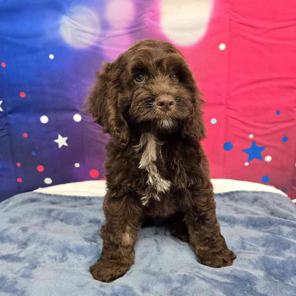 Male Cockapoo Puppy for Sale in Virginia Beach, VA