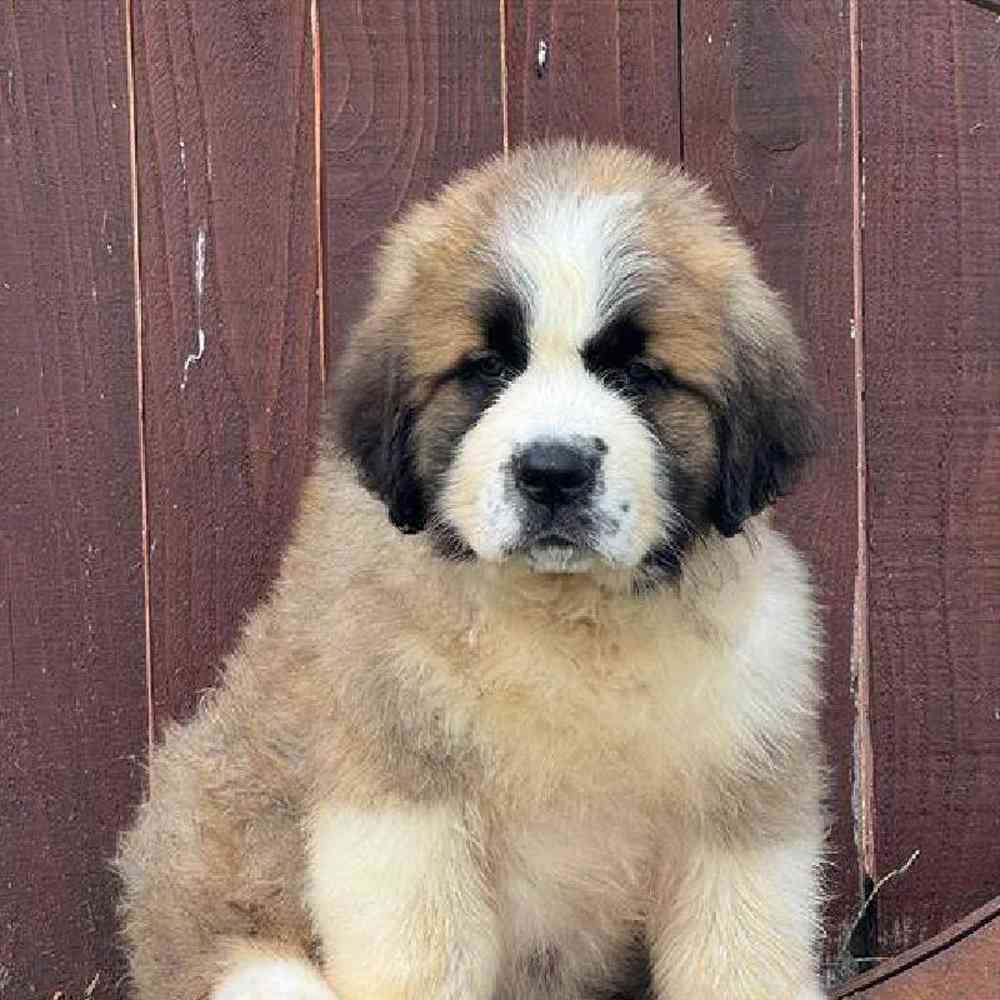 Male Saint Bernard Puppy for Sale in Virginia Beach, VA