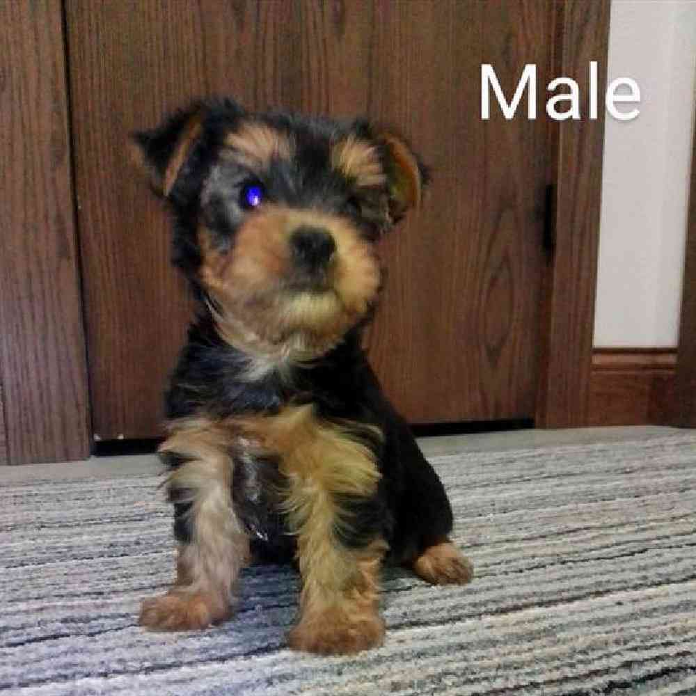 Male Yorkie Puppy for Sale in Virginia Beach, VA