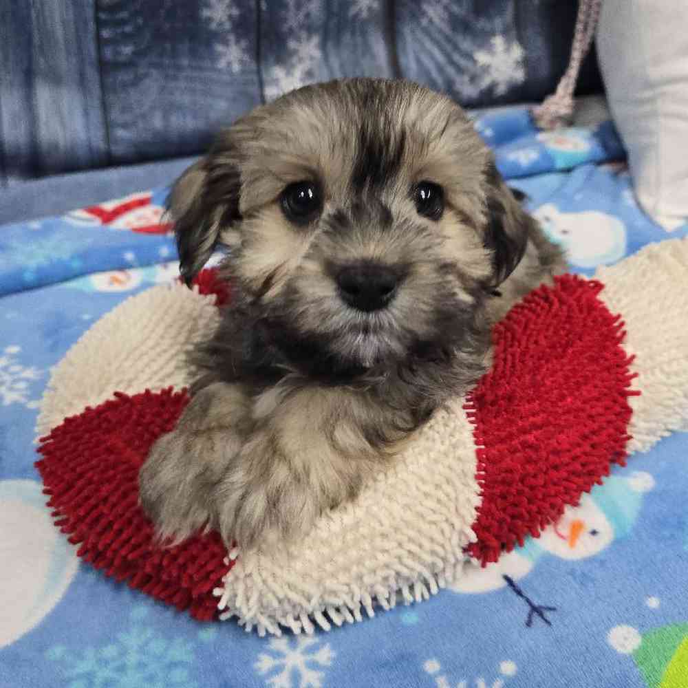 Male Havanese Puppy for Sale in Virginia Beach, VA