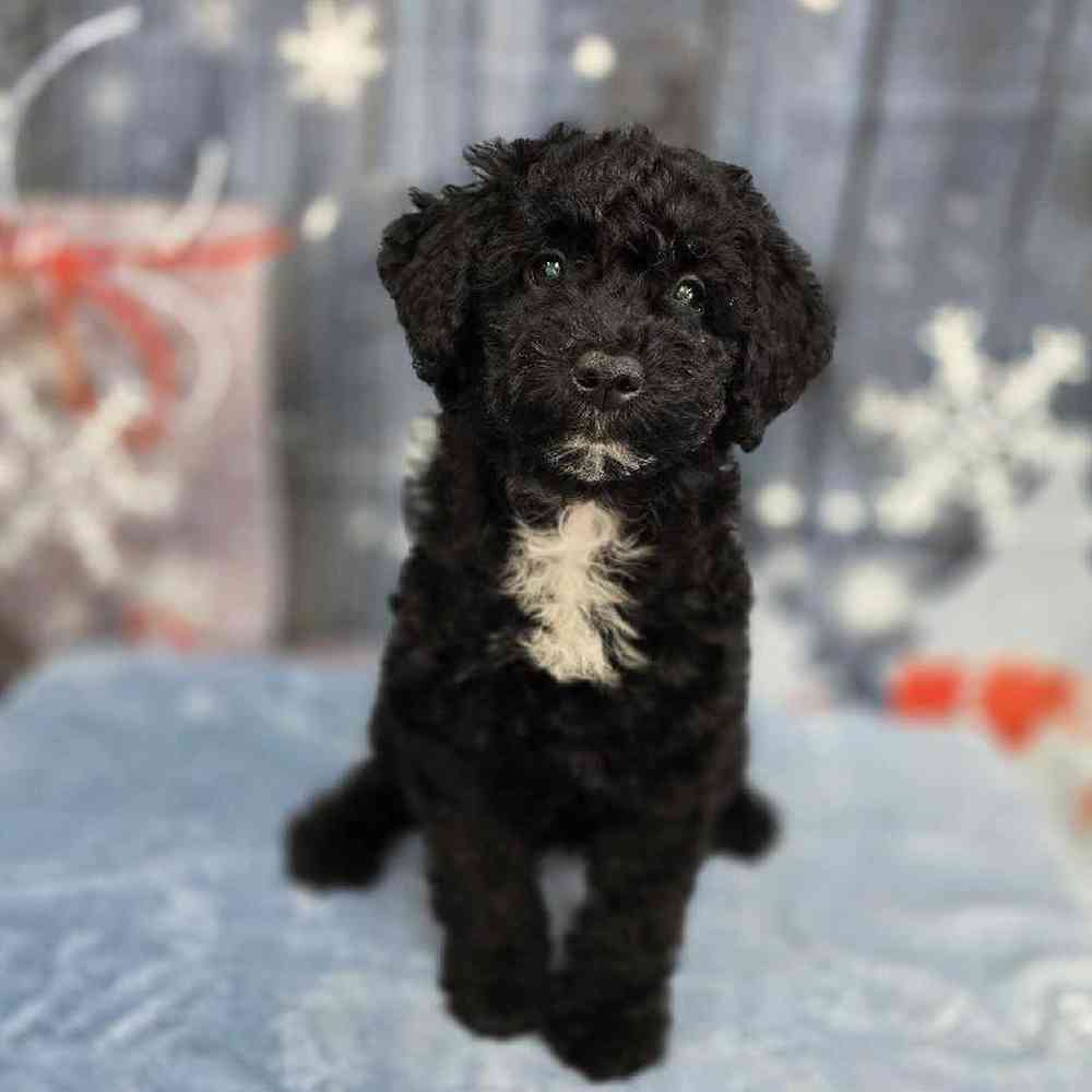 Female Mini Sheepadoodle Puppy for Sale in Virginia Beach, VA